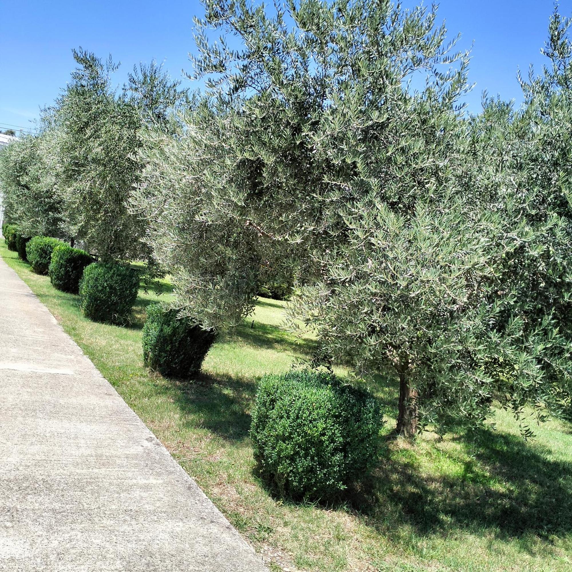 Olive Apartment Podgorica Bagian luar foto