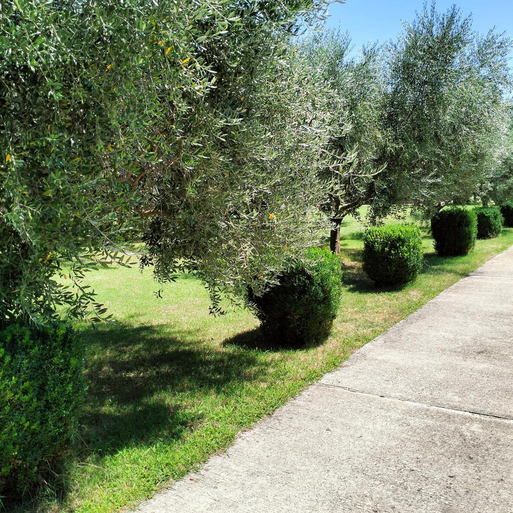 Olive Apartment Podgorica Bagian luar foto
